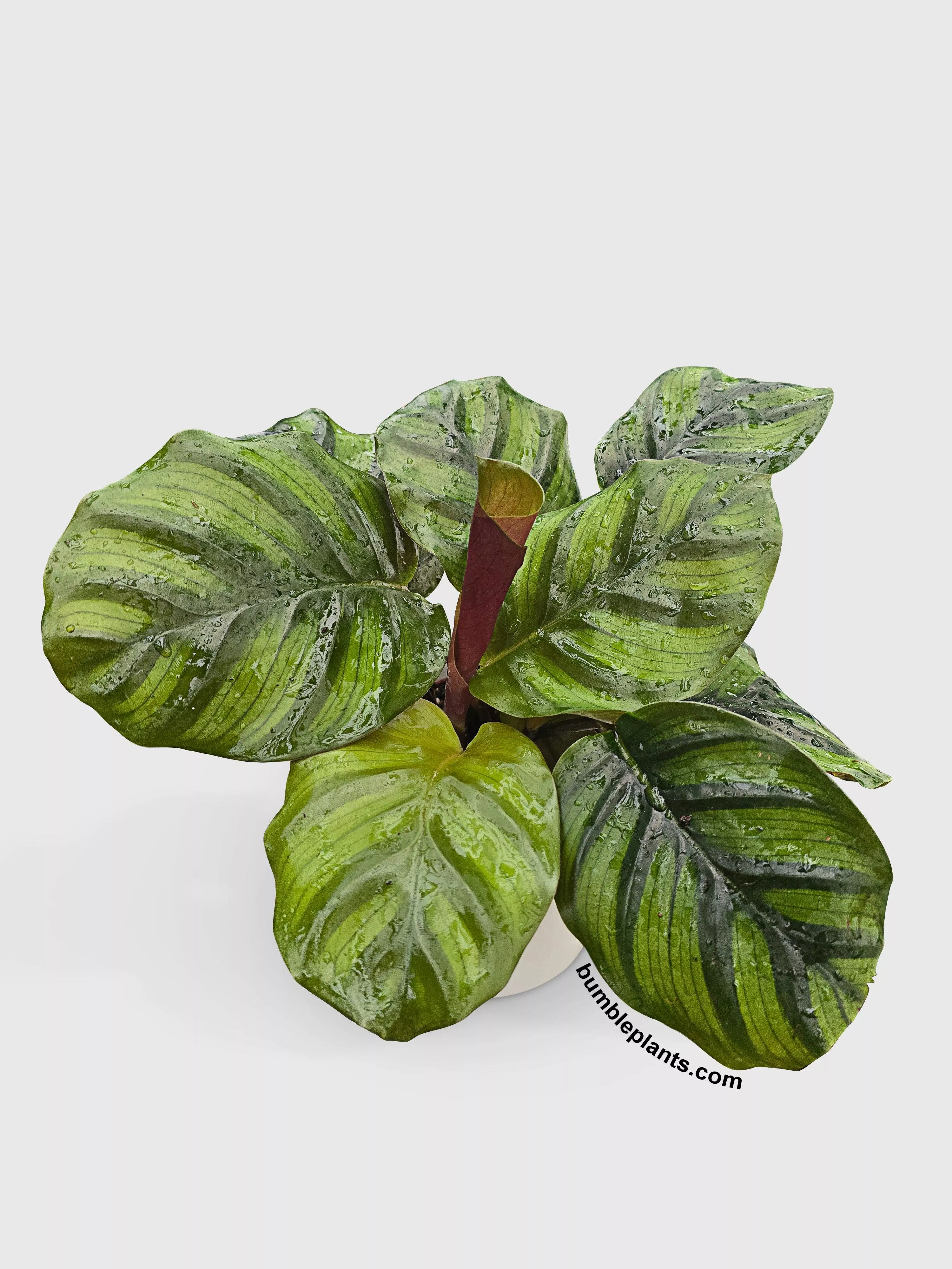calathea-fasciata-rotundifolia Calathea Fasciata Rotundifolia