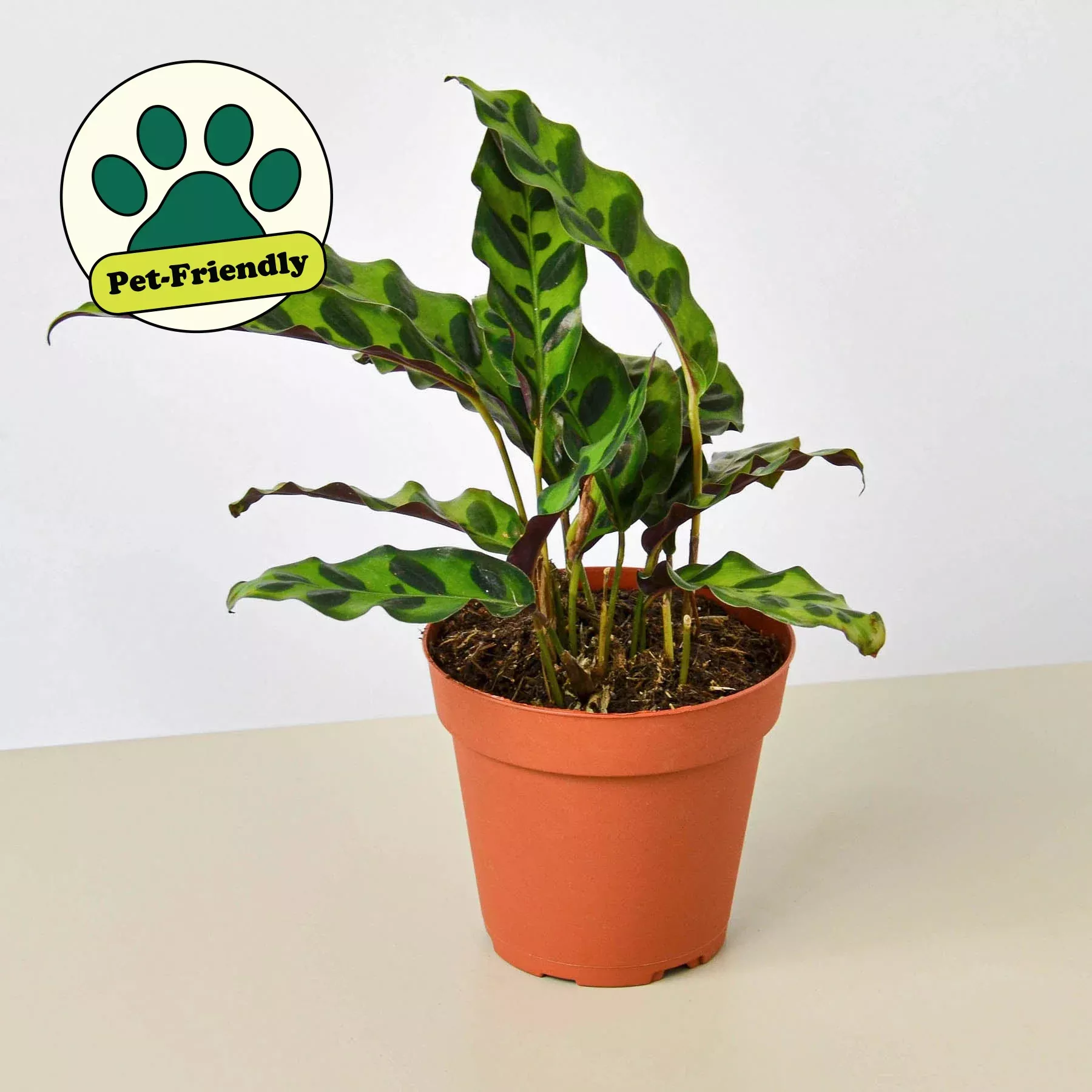 calathea-lancifolia-rattlesnake Calathea Lancifolia 'Rattlesnake'