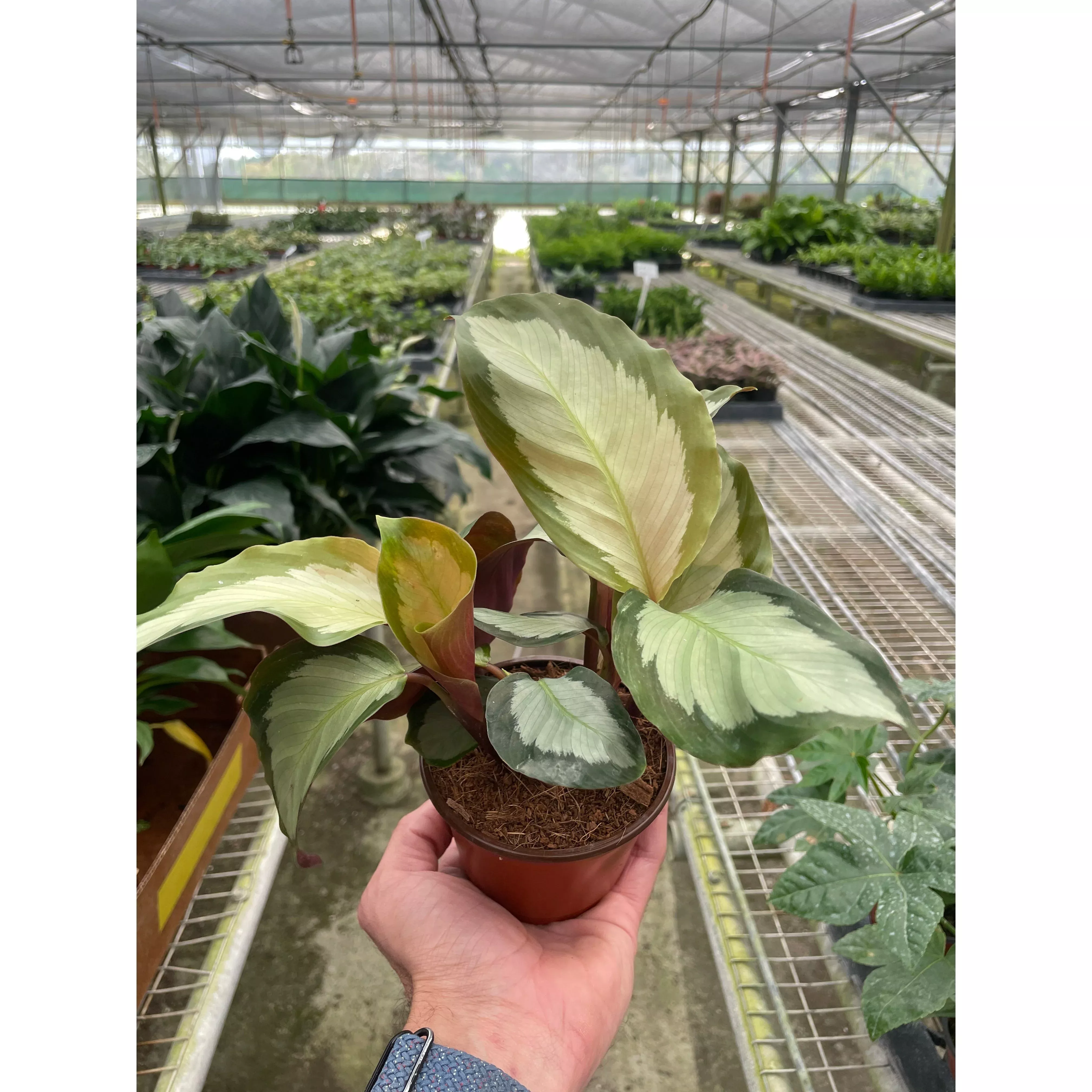 calathea-picturata Calathea 'Picturata'