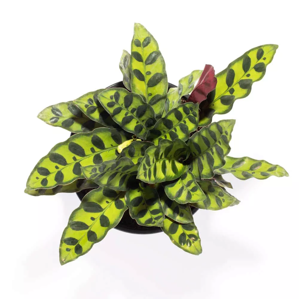 calathea-rattlesnake-prayer-plant Calathea Rattlesnake Prayer Plant