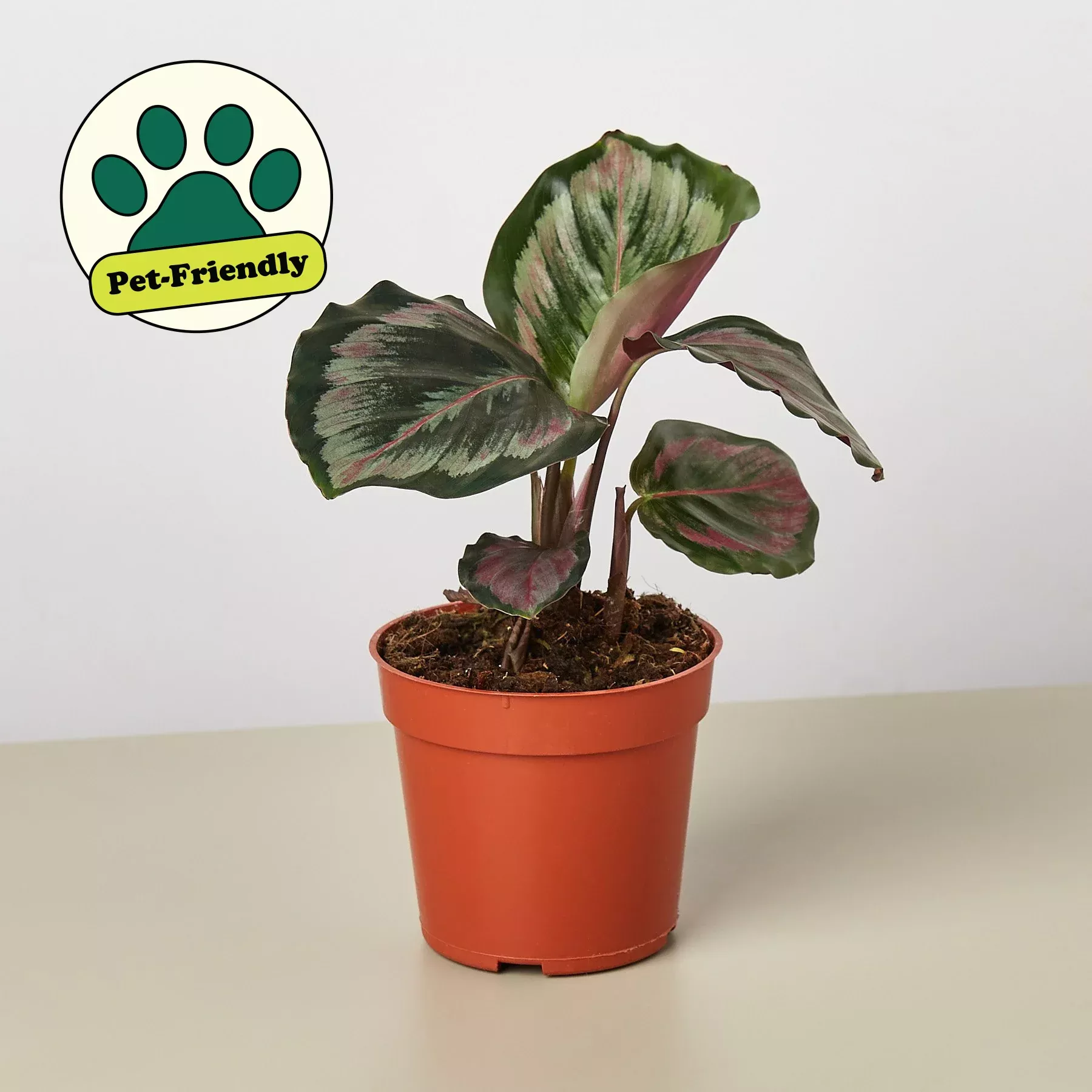 calathea-roseopicta-medallion-ii Calathea Roseopicta 'Medallion' II