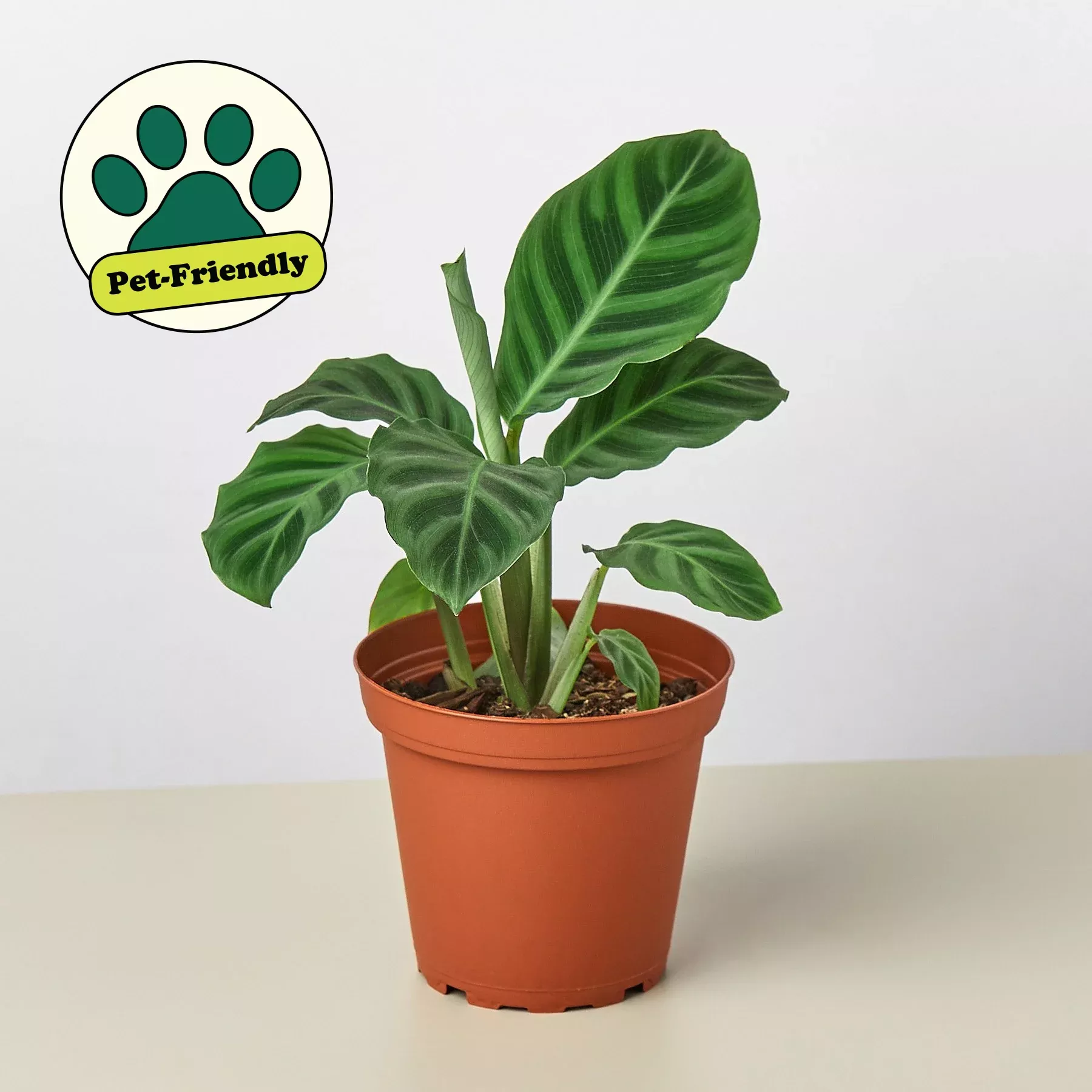 calathea-zebrina-4-pot Calathea 'Zebrina' - 4" Pot