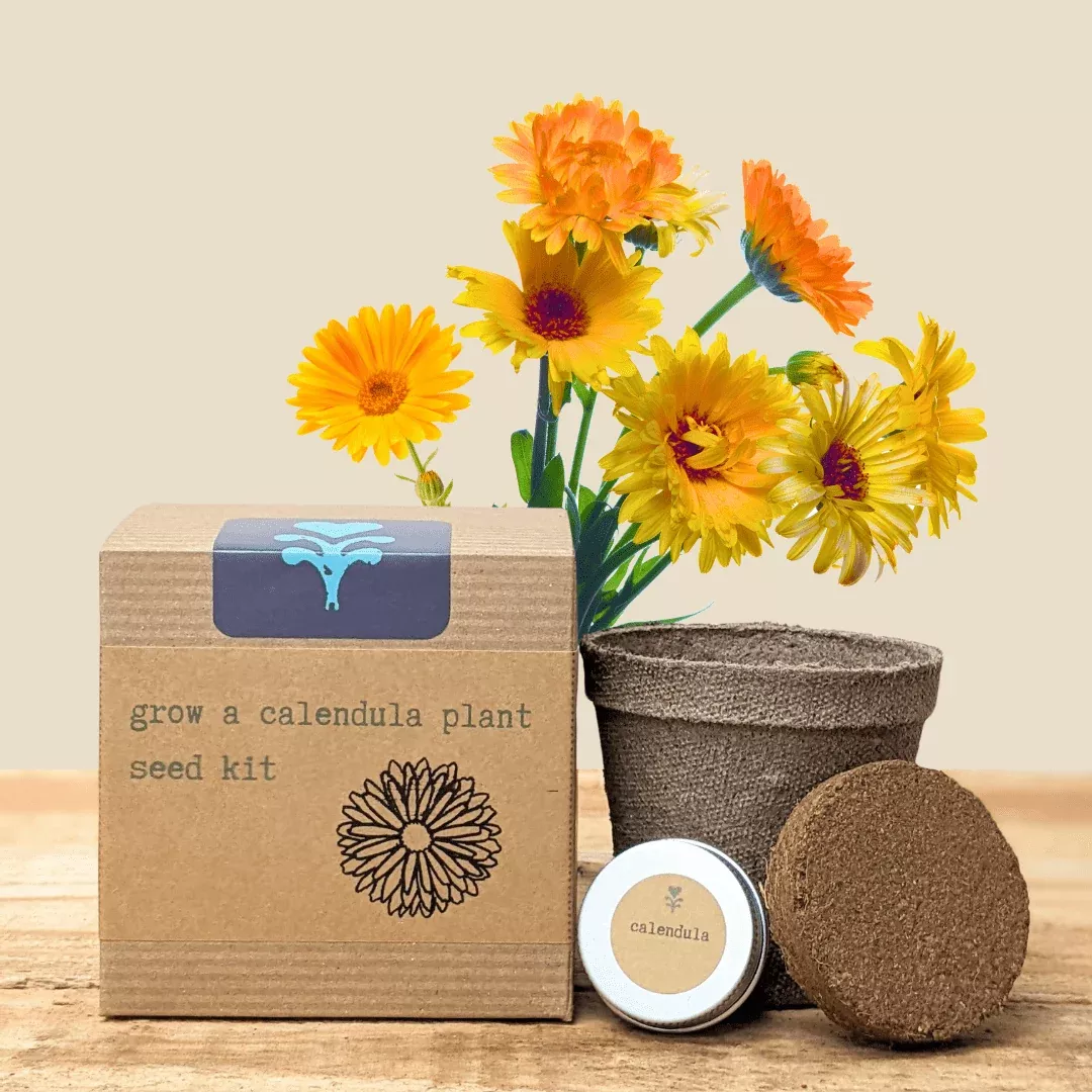 calendula-beginner-grow-kit Calendula Beginner Grow Kit
