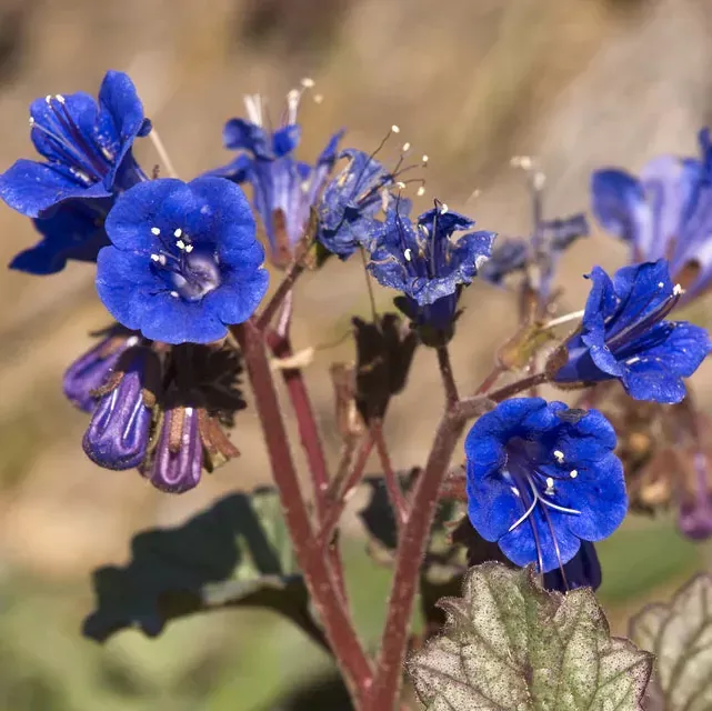california-blue-bells-1-4lb California Blue Bells 1/4lb