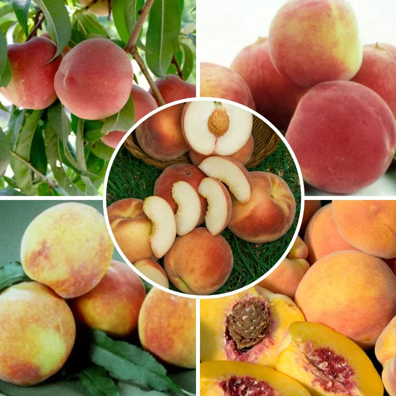 california-peach-3-on-1-multi-grafted-fruit-tree California Peach, 3 on 1 Multi Grafted Fruit Tree