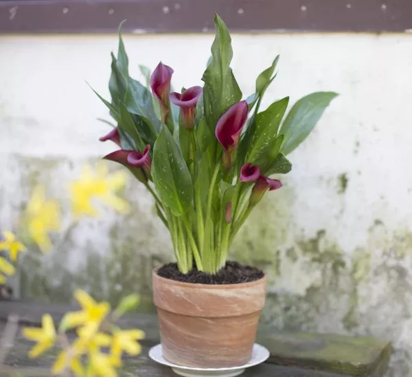 calla-lily-plant-6-inch-plant Calla Lily Plant - 6 Inch Plant