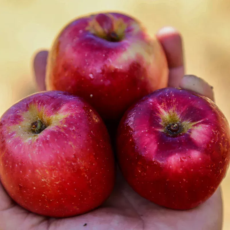 calville-rouge-apple-tree Calville Rouge Apple Tree