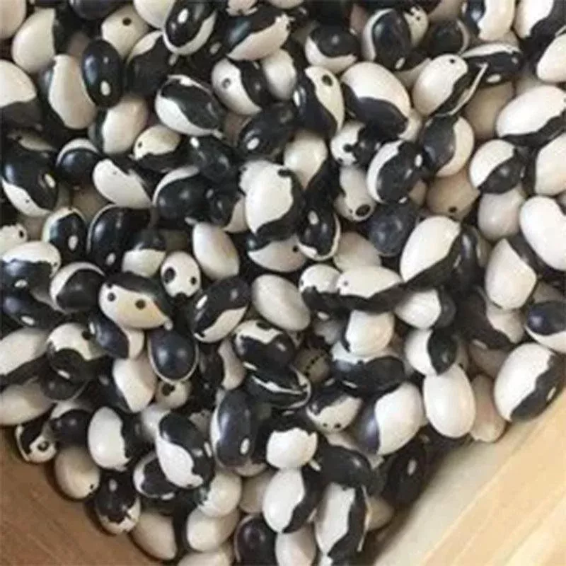 Calypso Bush Bean Seeds