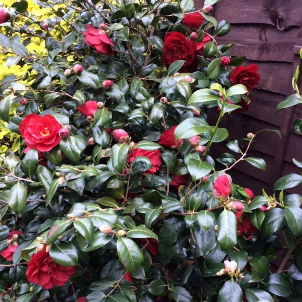 camellia-greensboro-red-5 CAMELLIA Greensboro Red #5