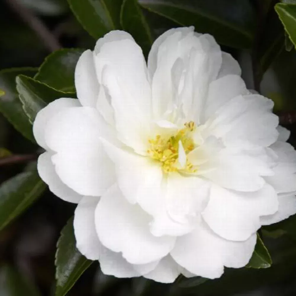 camellia-mine-no-yuki-5 CAMELLIA Mine No Yuki #5