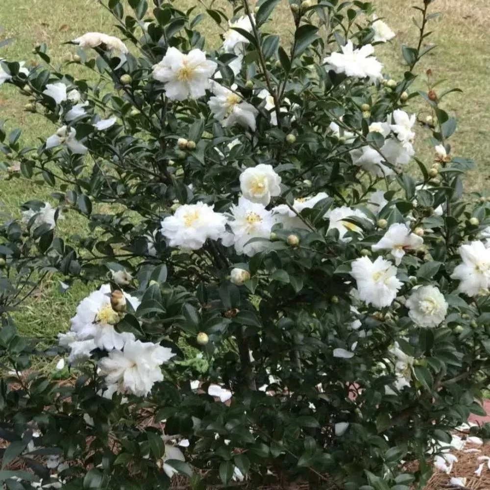 camellia-mine-no-yuki-7 CAMELLIA Mine-No-Yuki #7