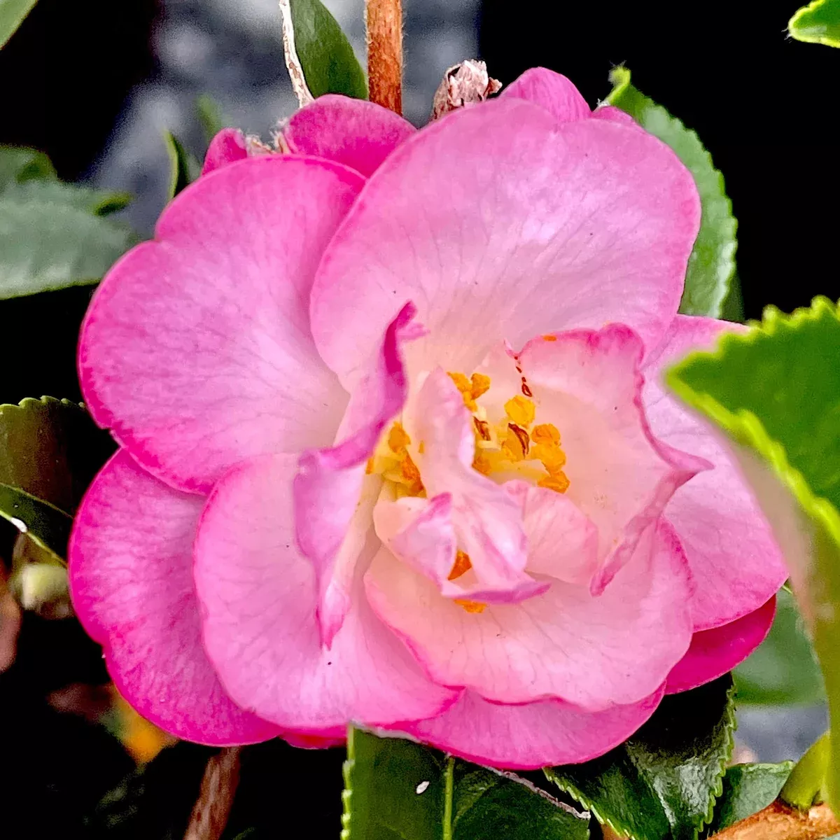 camellia-october-magic-orchid-7 CAMELLIA October Magic Orchid #7