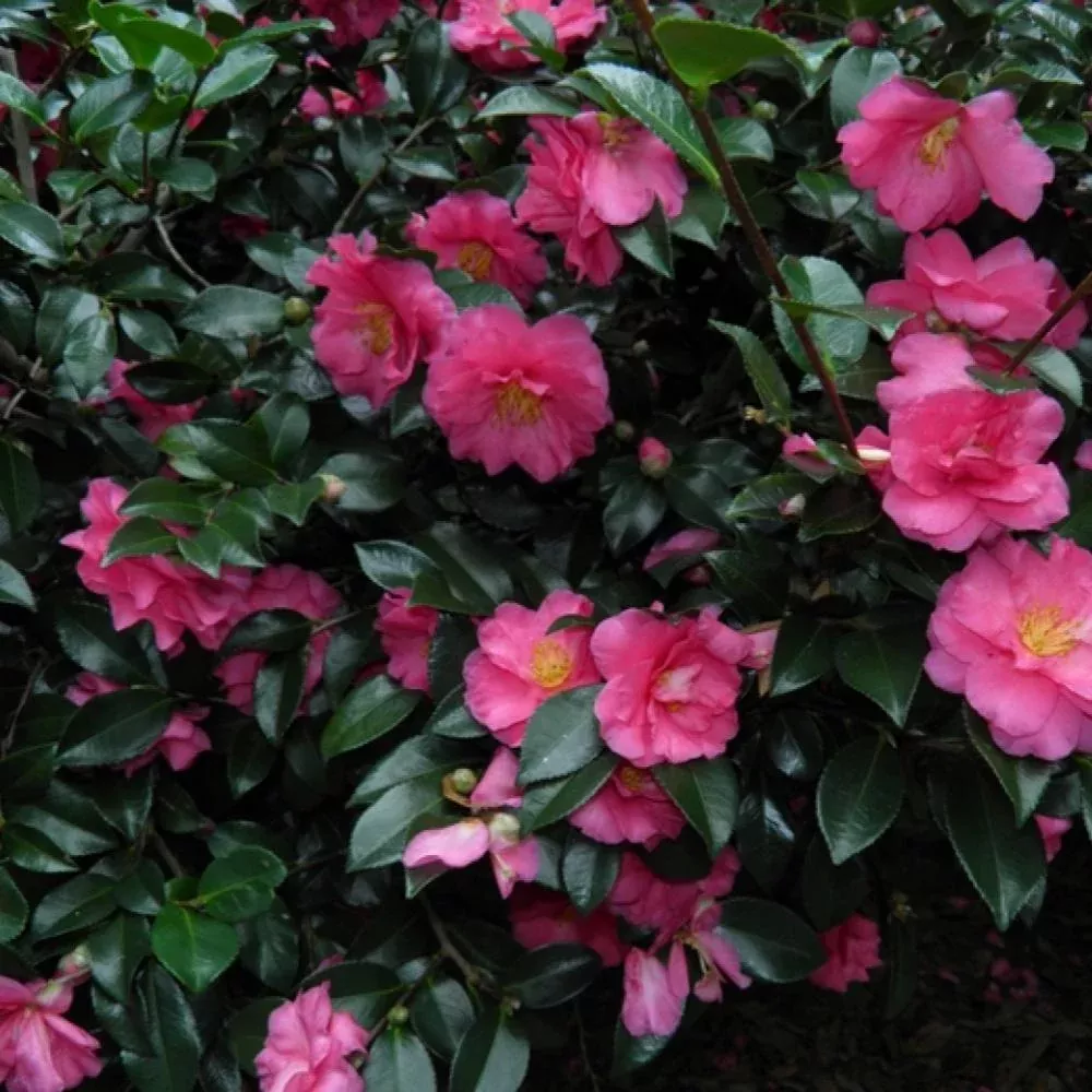 camellia-shishi-gashira-7 CAMELLIA Shishi Gashira #7