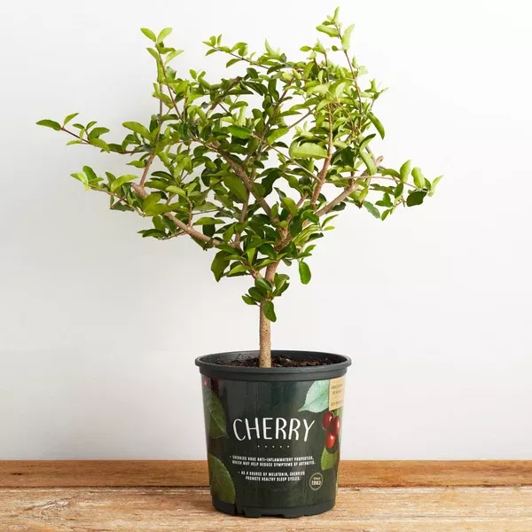 Cherry Barbados Plant