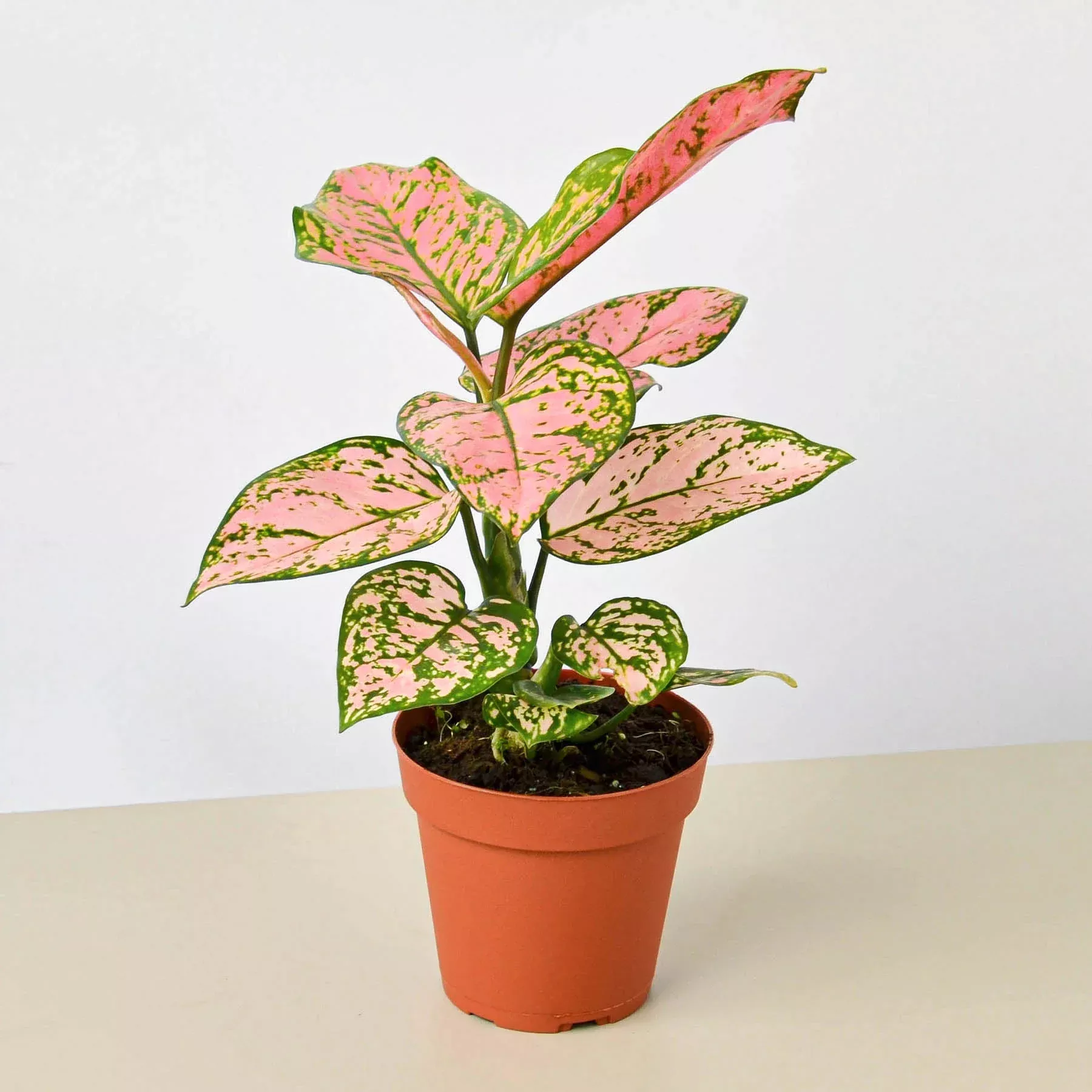 chinese-evergreen-lady-valentine Chinese Evergreen 'Lady Valentine'