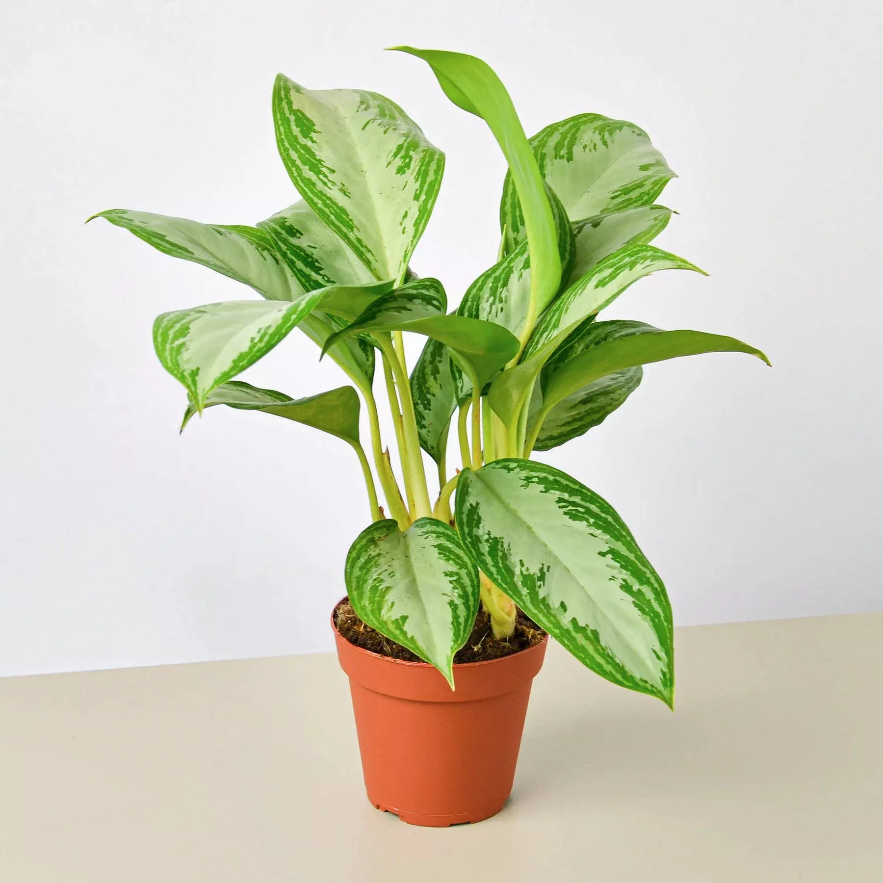 chinese-evergreen-silver-bay Chinese Evergreen 'Silver Bay'