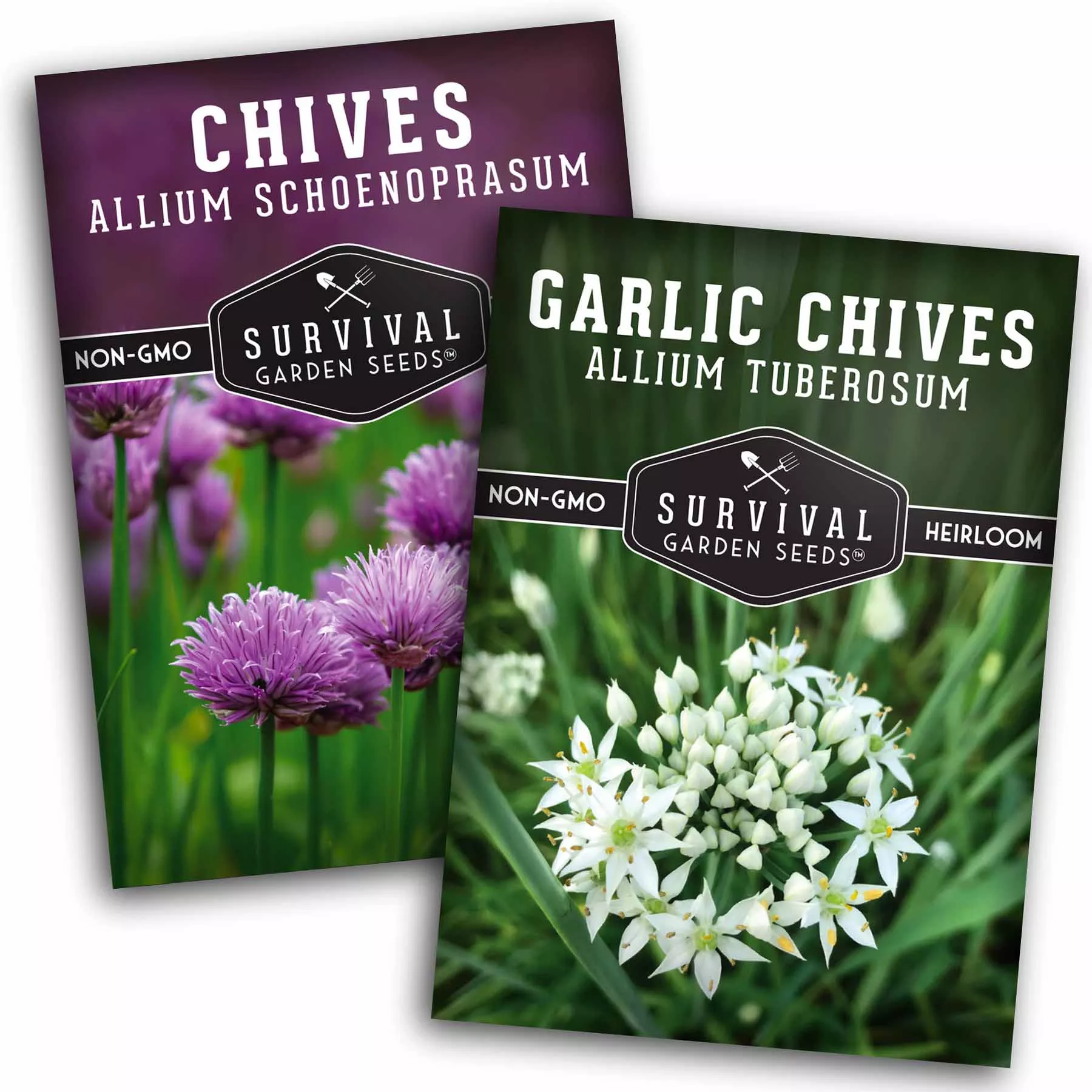 chive-seed-collection-common-chives-garlic-chives-flavorful-pollinator-friendly- Chive Seed Collection – Common Chives & Garlic Chives for Flavorful, Pollinator-Friendly Herb Gardens