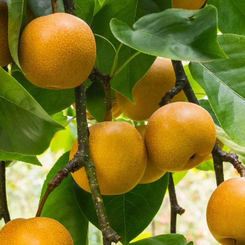 chojuro-asian-pear-tree Chojuro Asian Pear Tree
