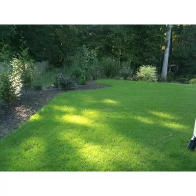 Common Bermuda Grass Seed (Hulled & Raw)