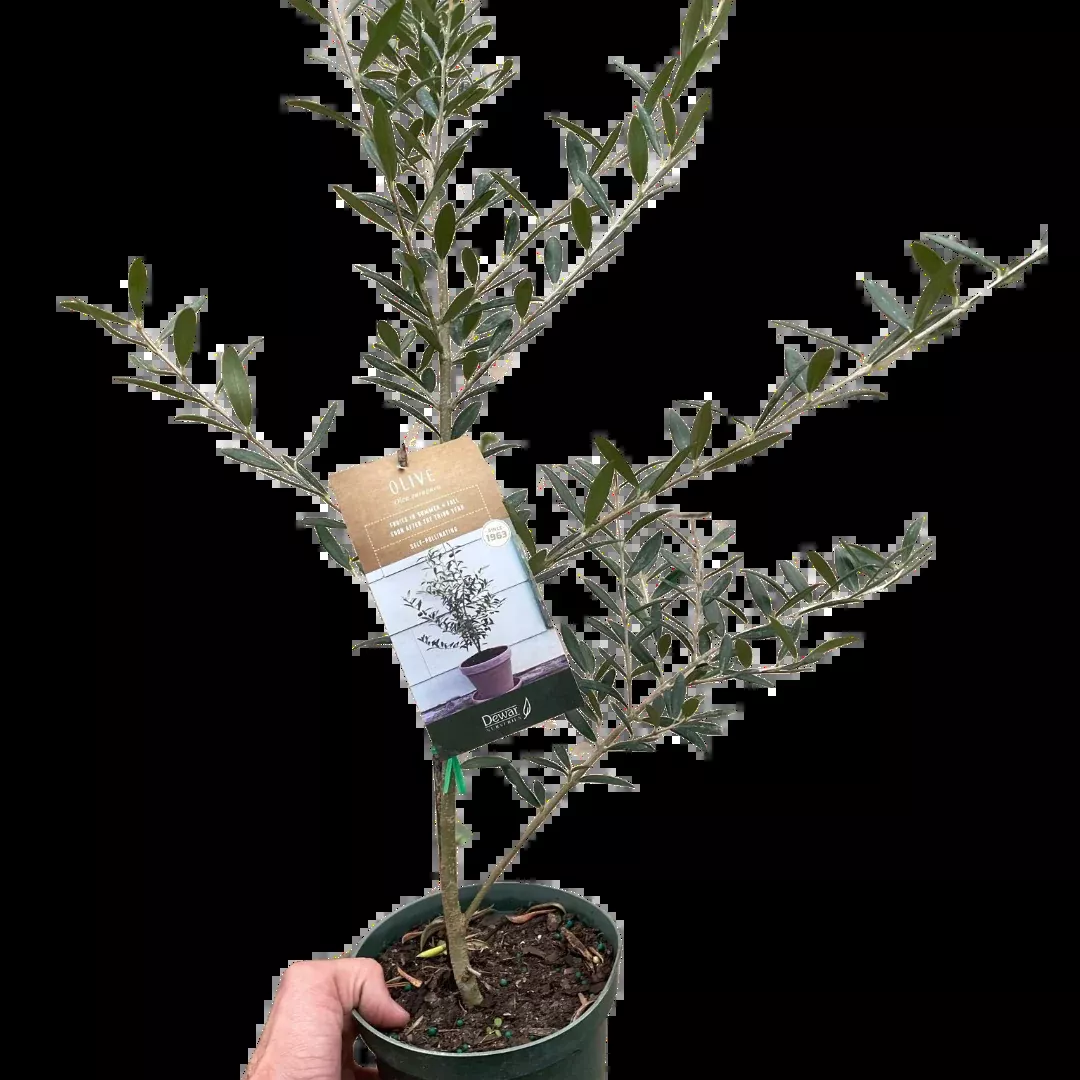 common-olive-tree-olea-europaea Common Olive Tree (Olea europaea)