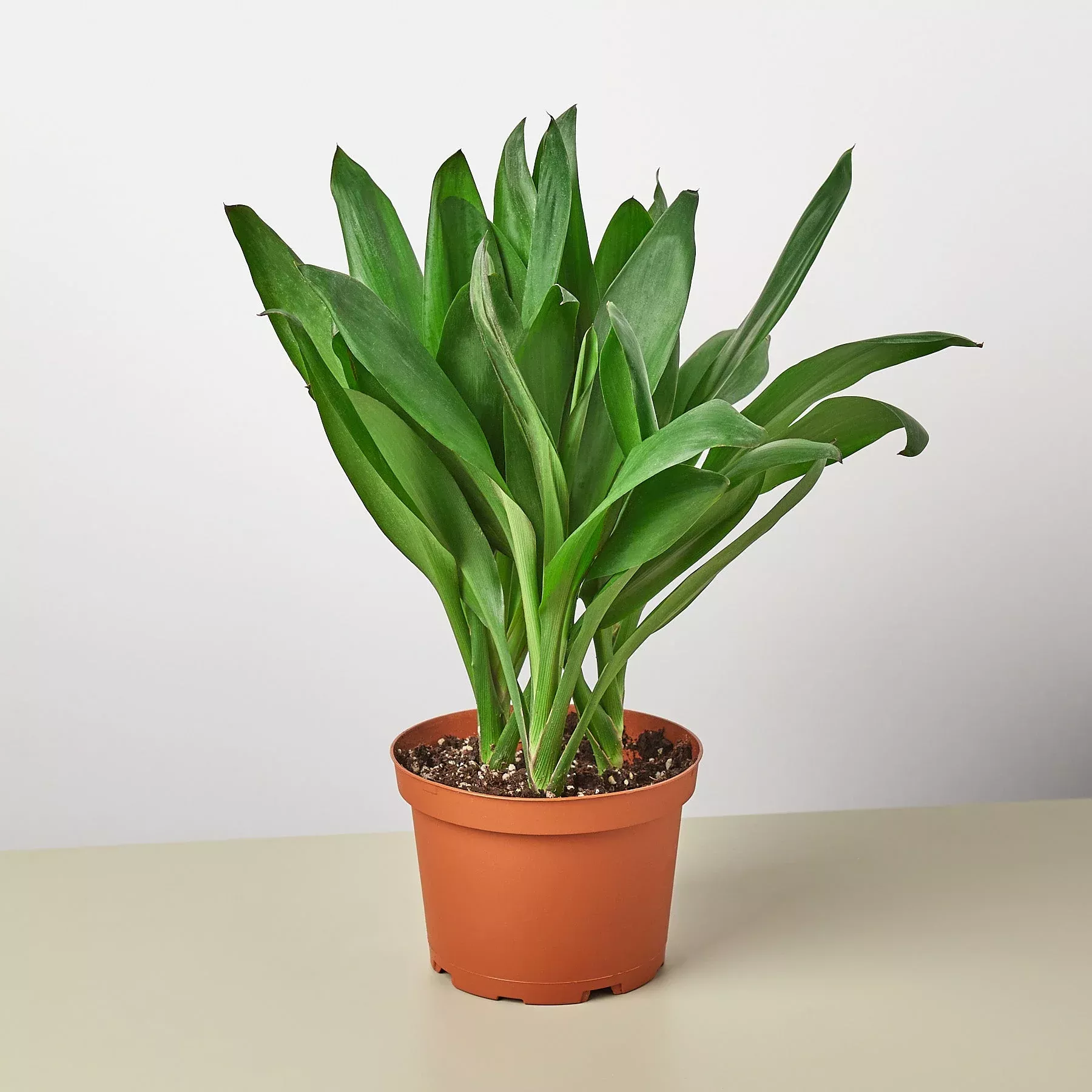 cordyline-glauca Cordyline Glauca