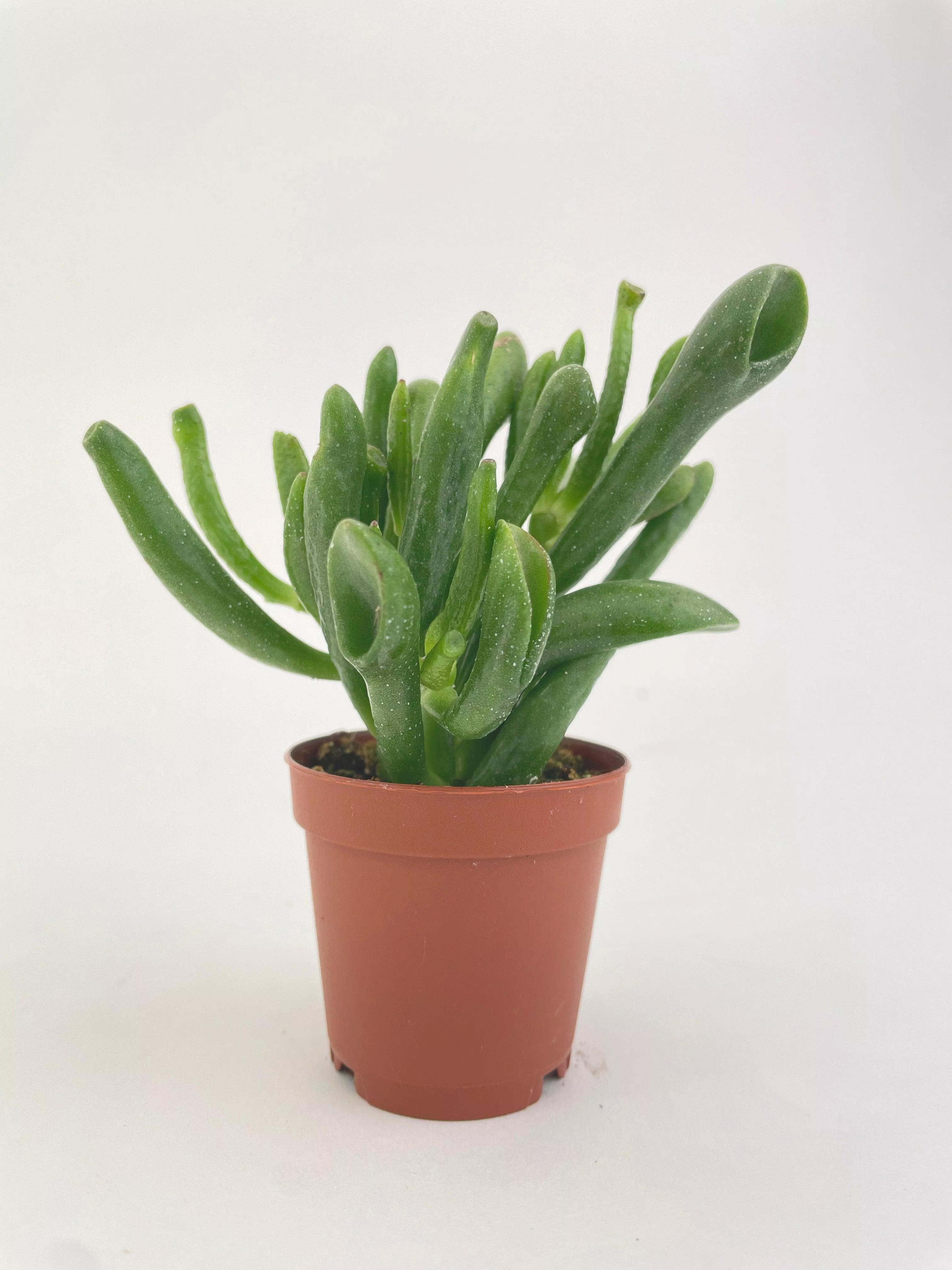 Crassula Gollum Hobbit Jade Succulent