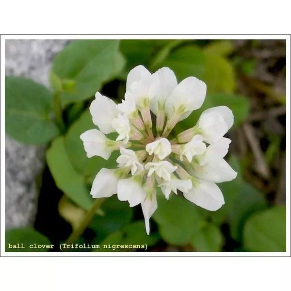 crop-failure-2026-ball-clover-seed-great-honey-bees (Crop Failure 2026) Ball Clover Seed - Great for Honey Bees
