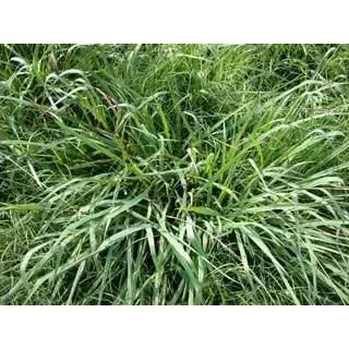 crop-failure-2026-dallis-grass-pasture-seed (Crop Failure 2026) Dallis Grass Pasture Seed