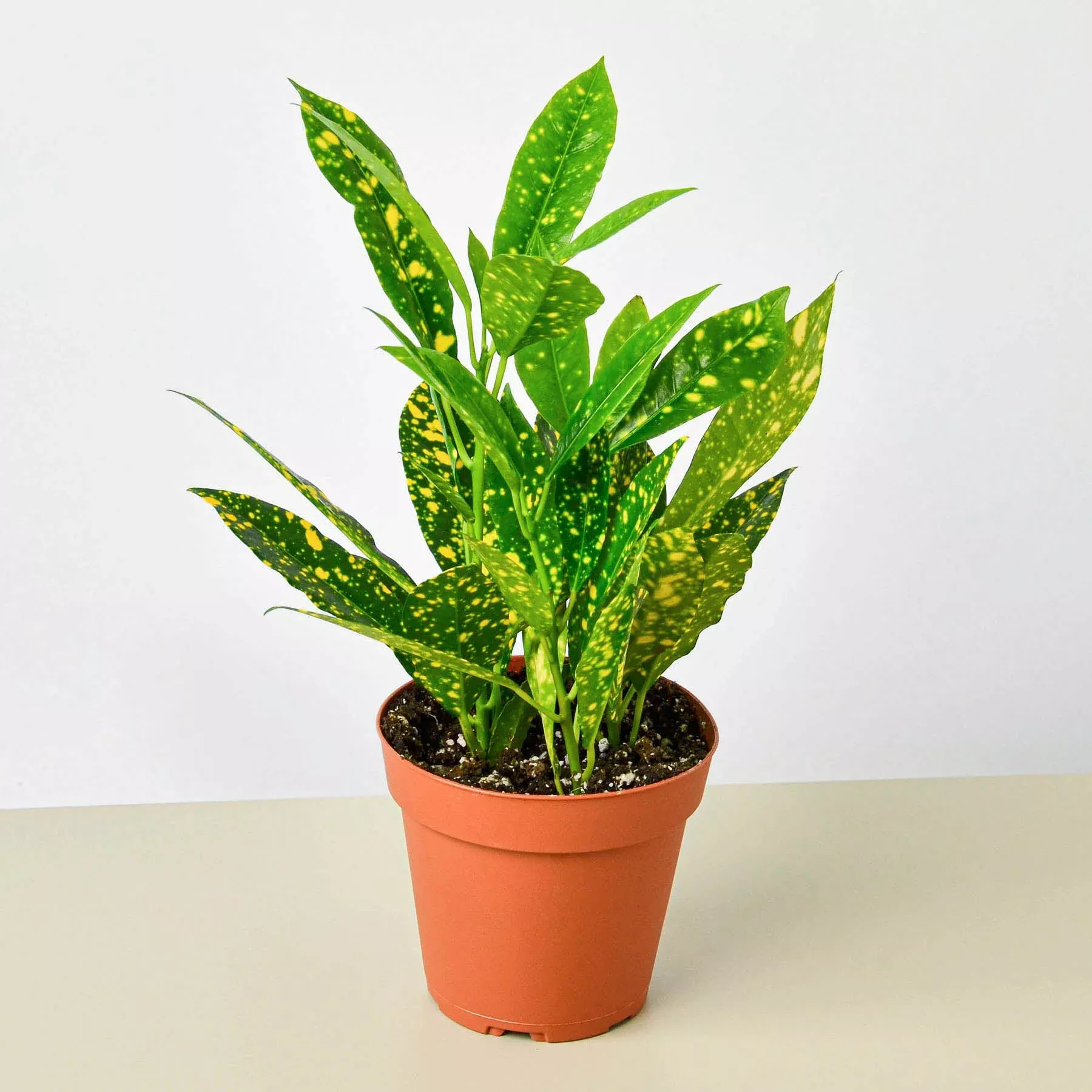 croton-gold-dust Croton 'Gold Dust'