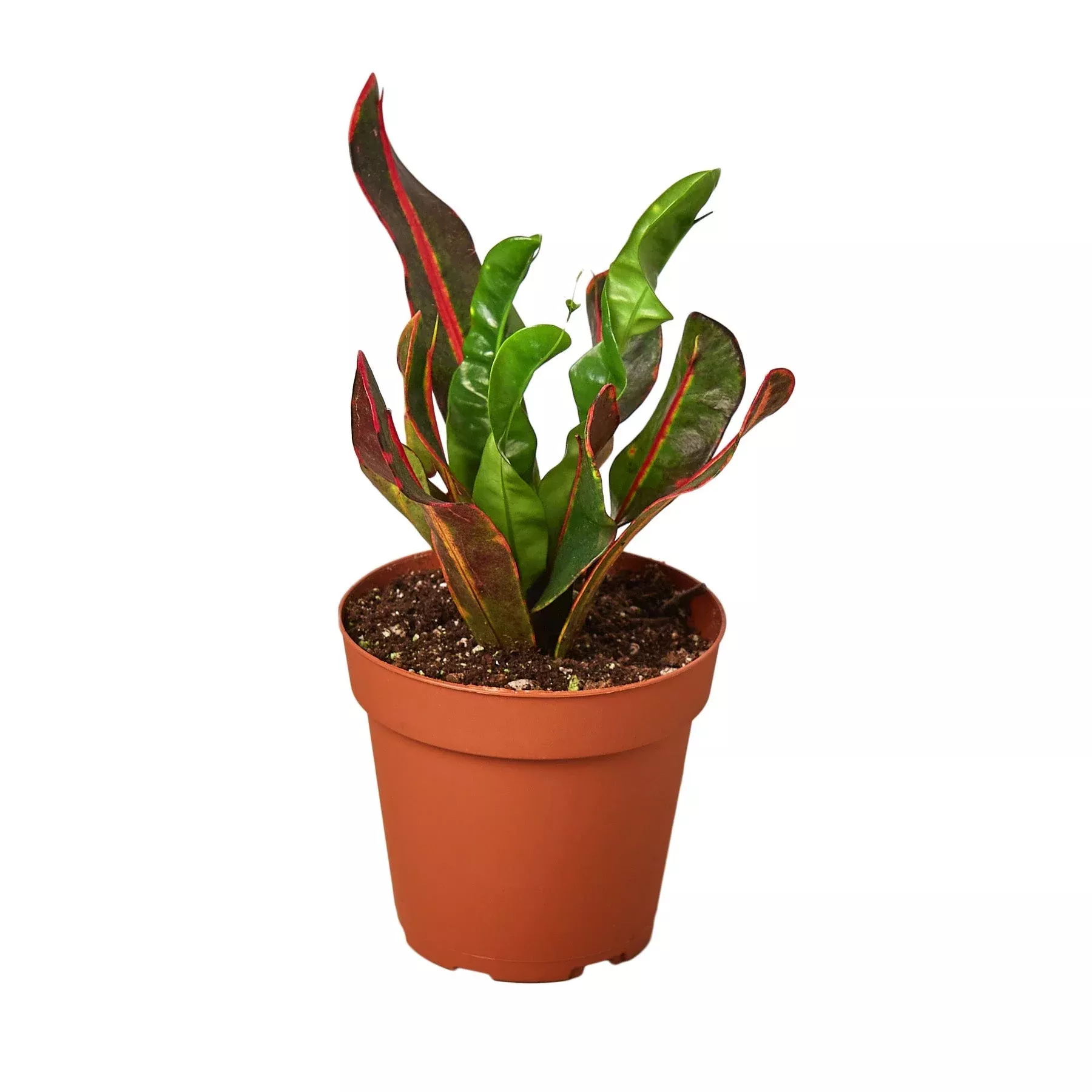 croton-mammy Croton Mammy