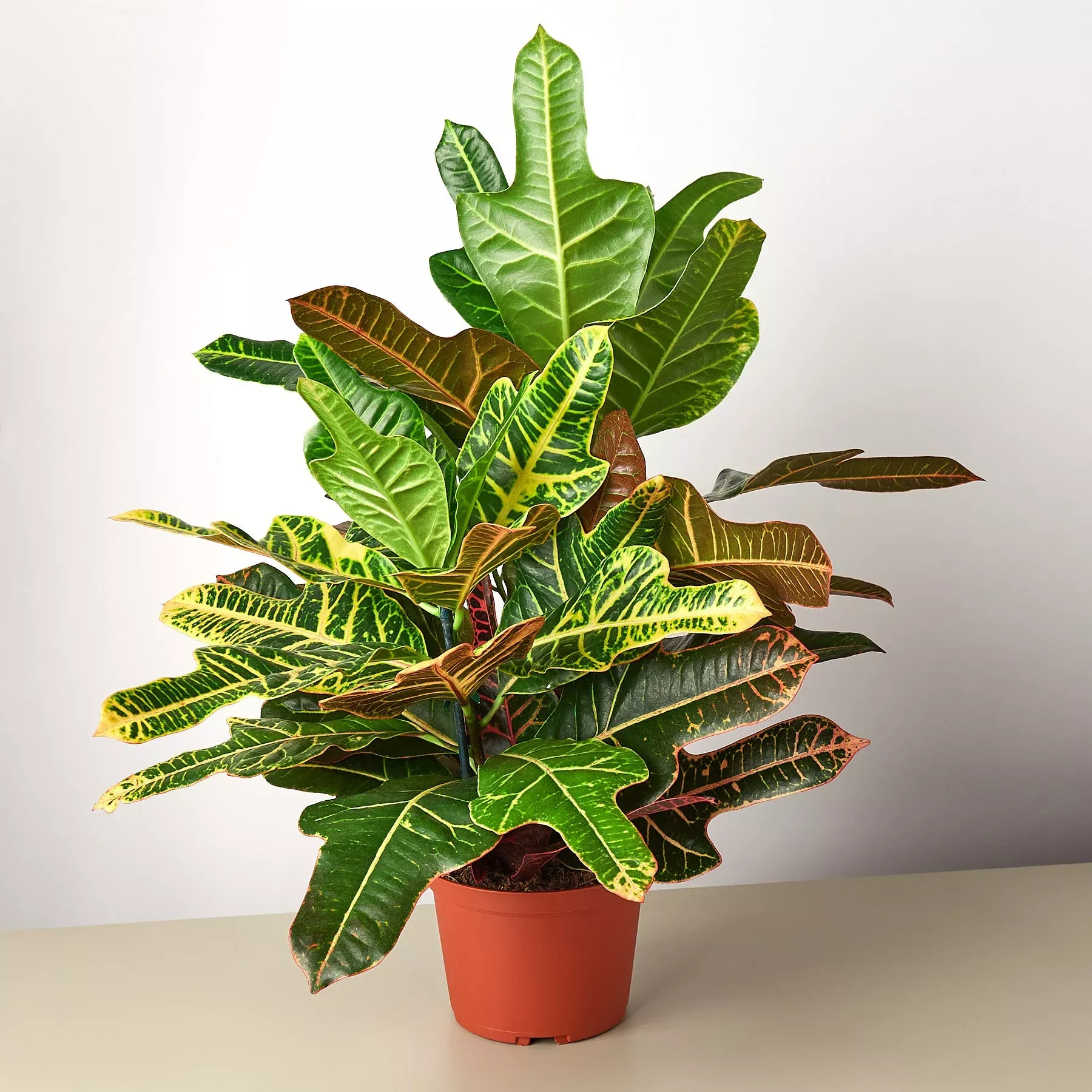 croton-oakleaf Croton 'Oakleaf'