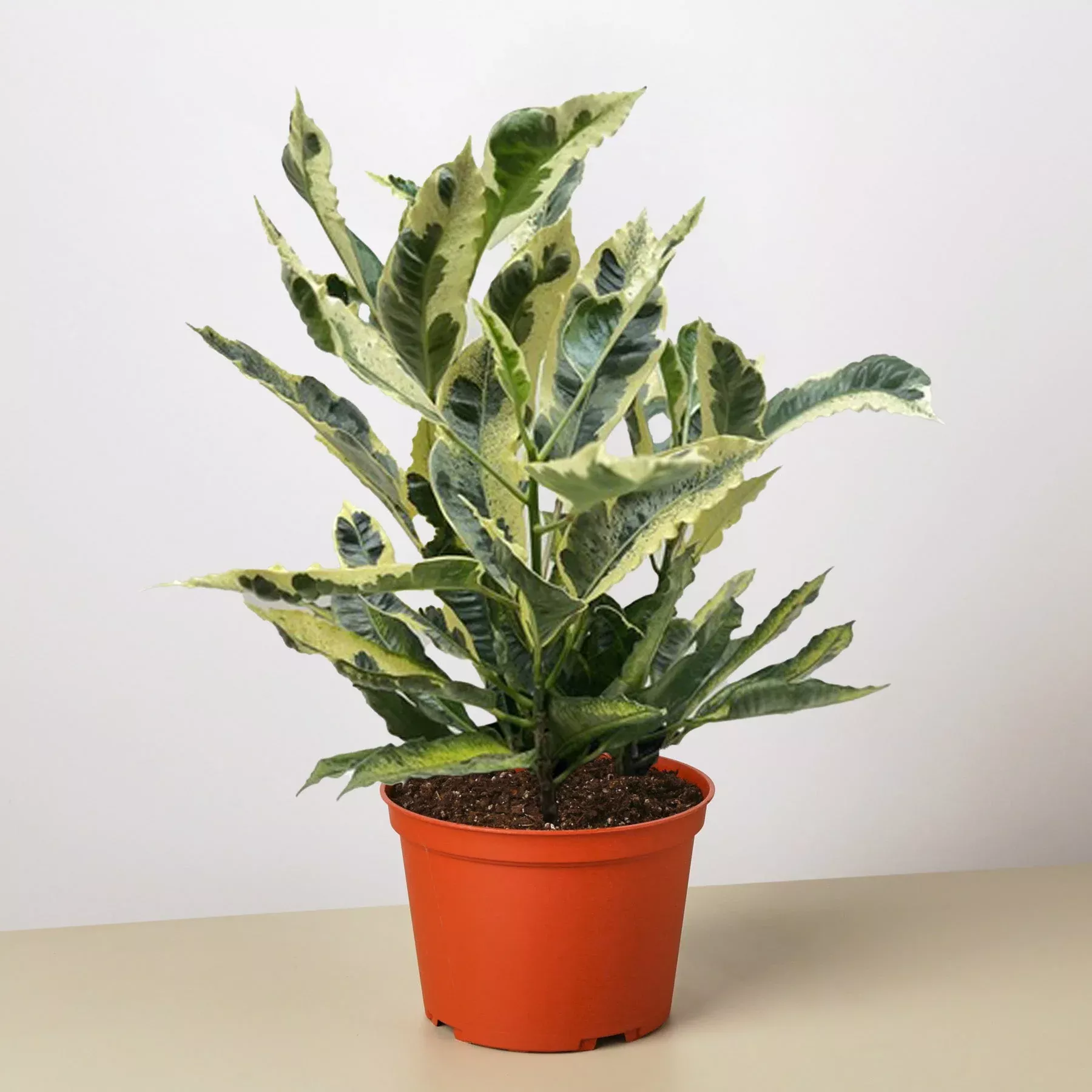 croton-tamara Croton 'Tamara'