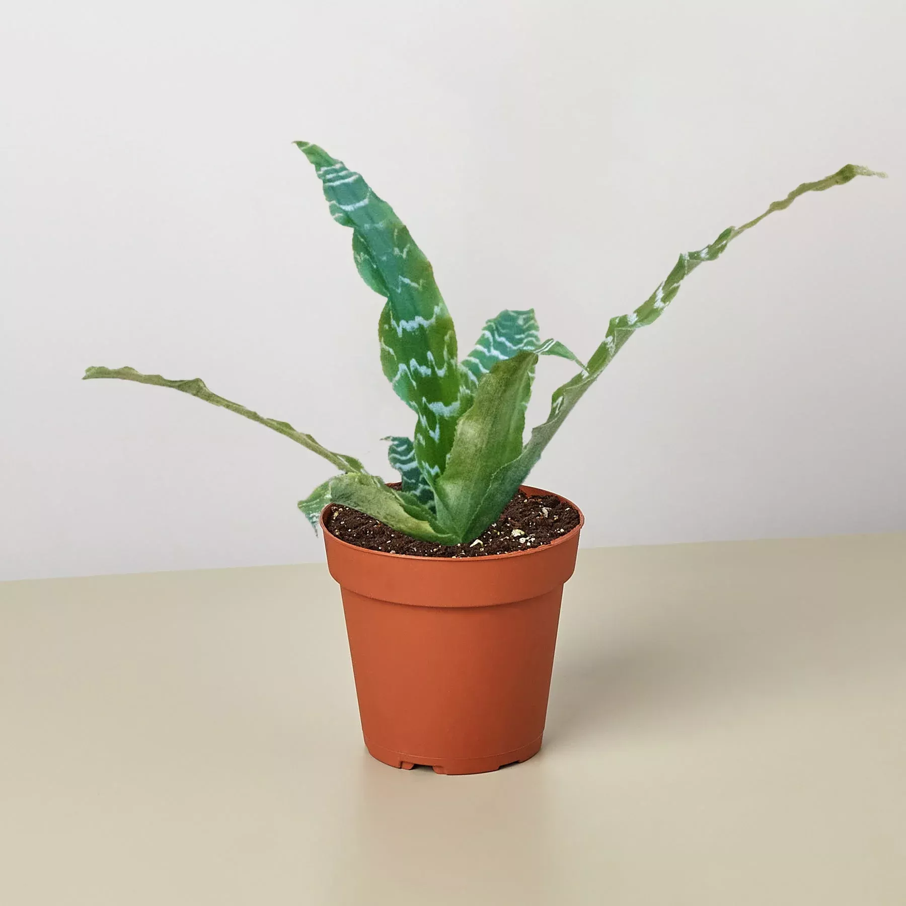 cryptanthus-betty Cryptanthus 'Betty'