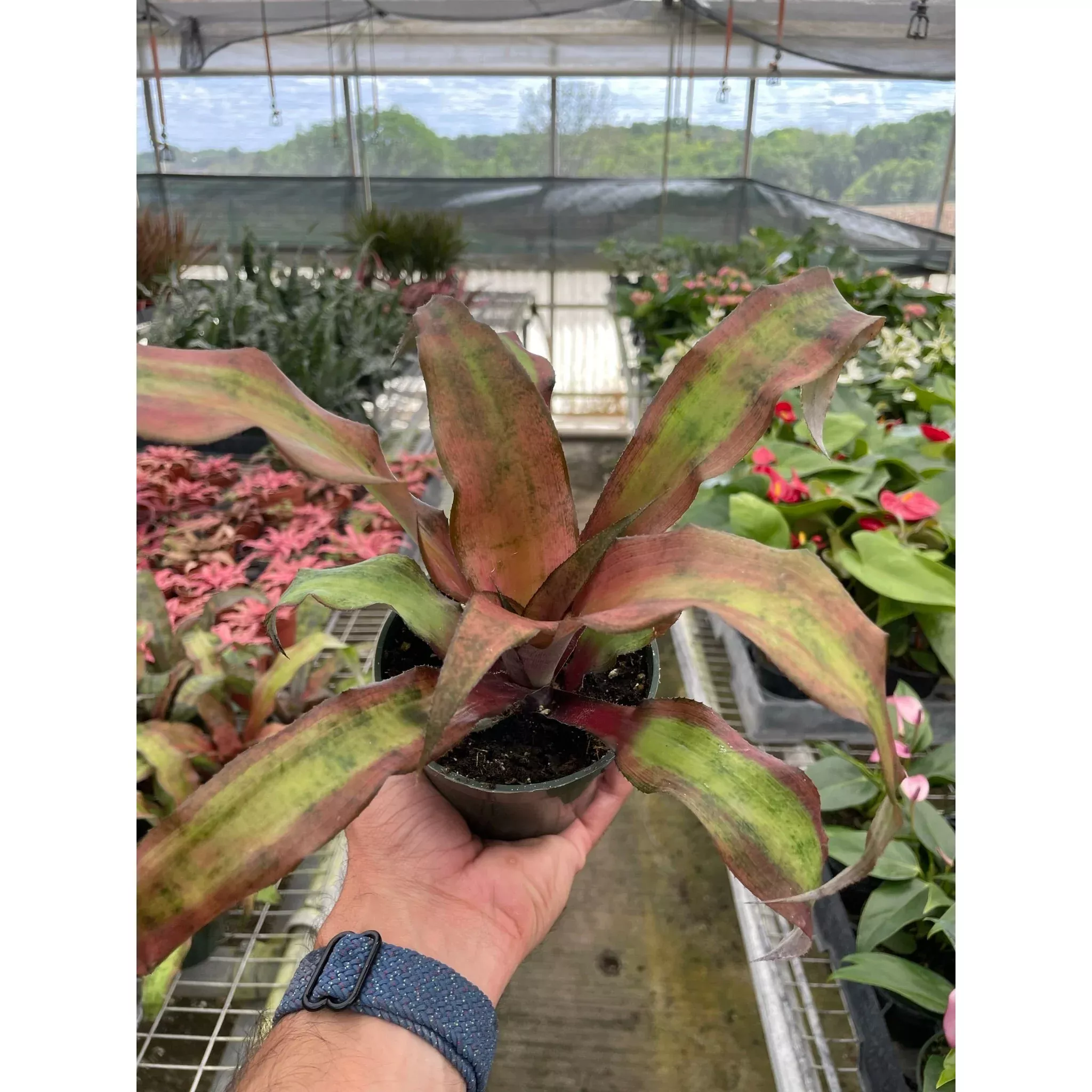 cryptanthus-calypso Cryptanthus 'Calypso'