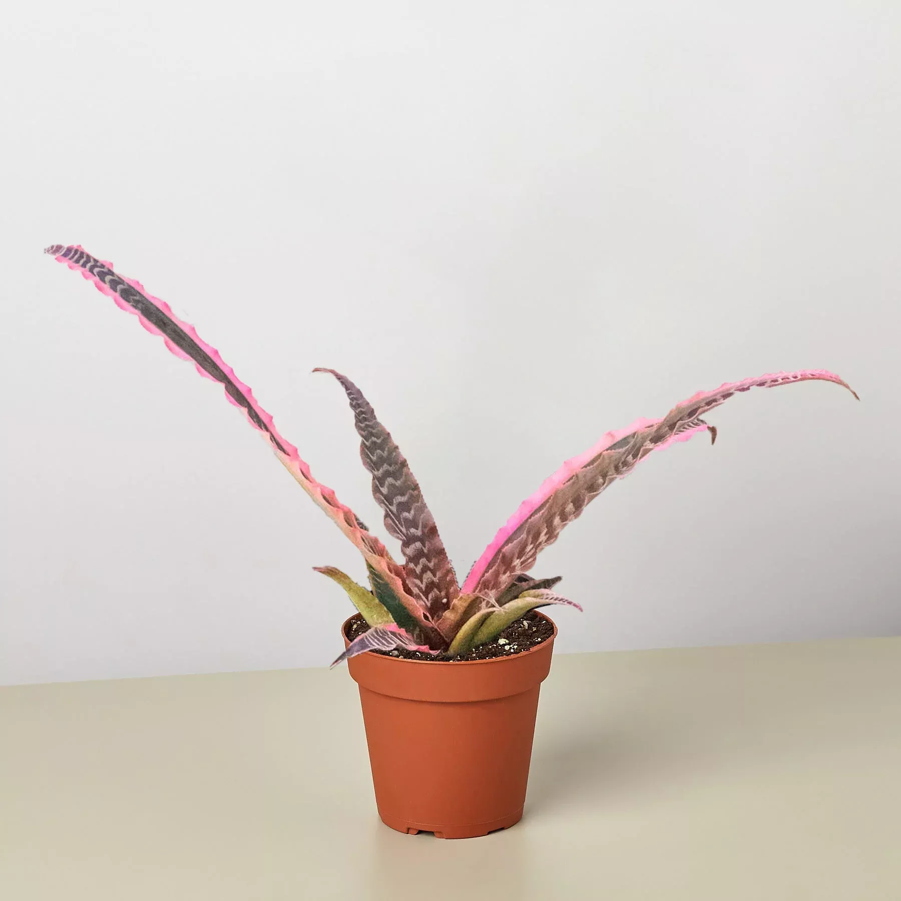 cryptanthus-elaine Cryptanthus 'Elaine'