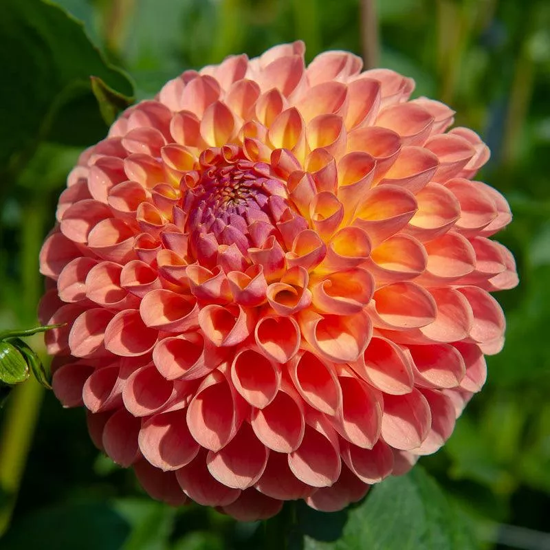 dahlia-ball-flowering-jowey-nicky-pack-2 Dahlia Ball Flowering Jowey Nicky (Pack of 2)