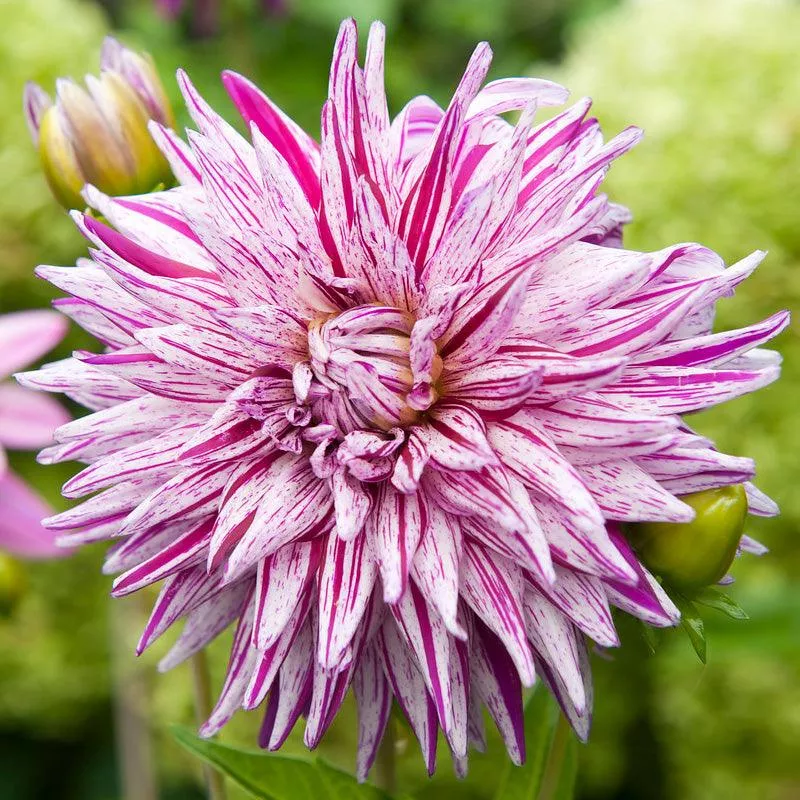 dahlia-cactus-blackberry-ripple-pack-2 Dahlia Cactus Blackberry Ripple (Pack of 2)