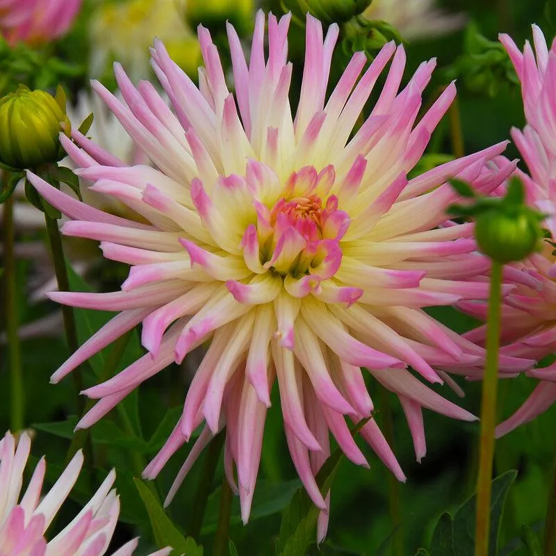 dahlia-cactus-cabana-banana-pack-2 Dahlia Cactus Cabana Banana (Pack of 2)