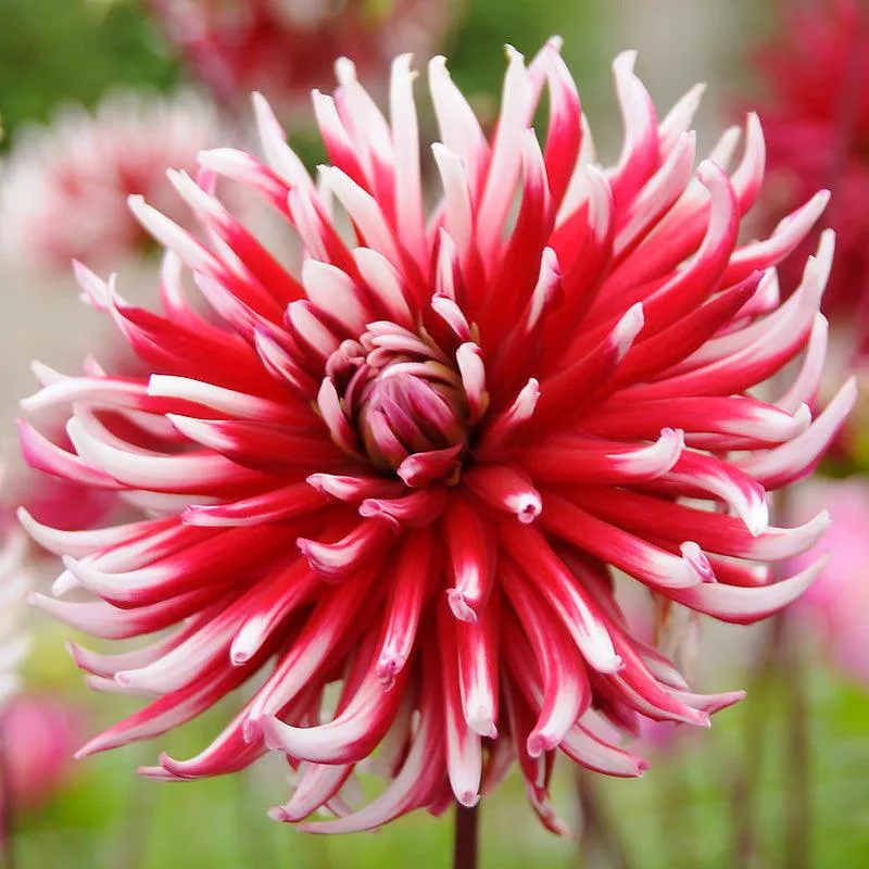 dahlia-cactus-friquolet-pack-2 Dahlia Cactus Friquolet (Pack of 2)