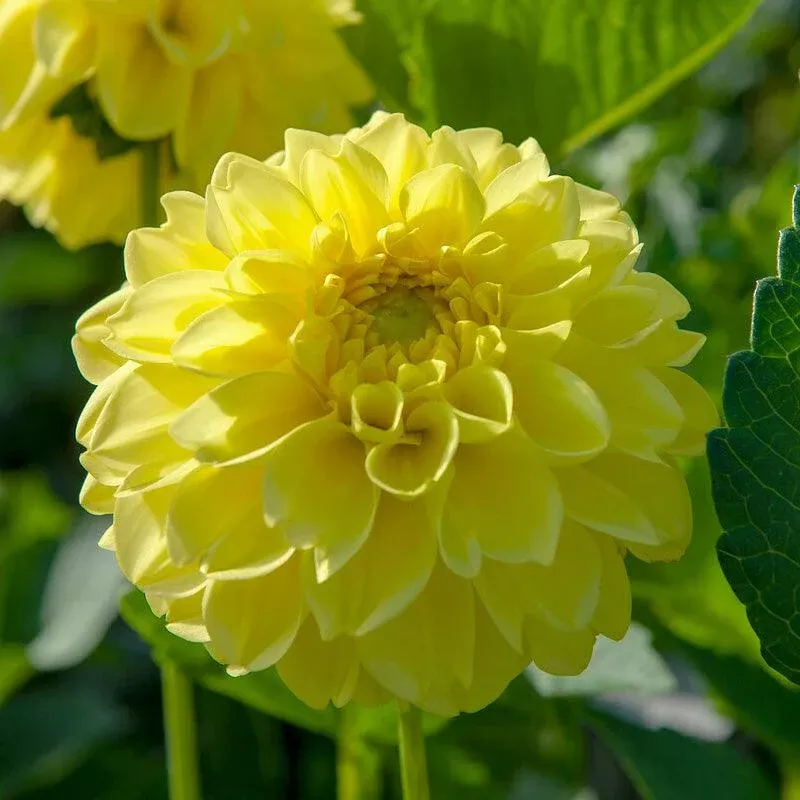 dahlia-decorative-american-sun-pack-2 Dahlia Decorative American Sun (Pack of 2)