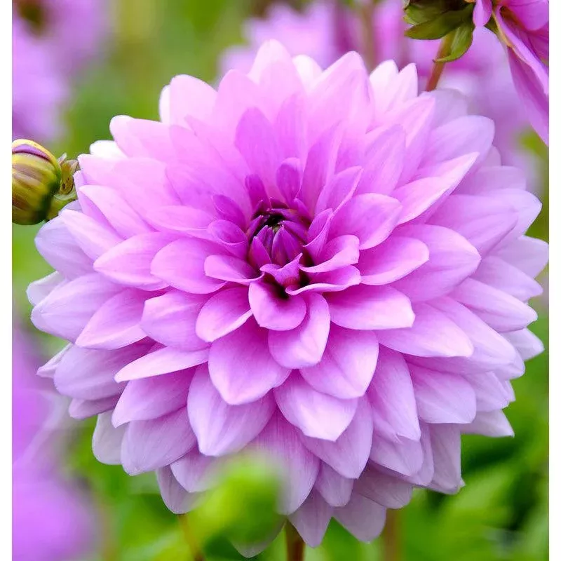 dahlia-decorative-blue-boy-pack-2 Dahlia Decorative Blue Boy (Pack of 2)