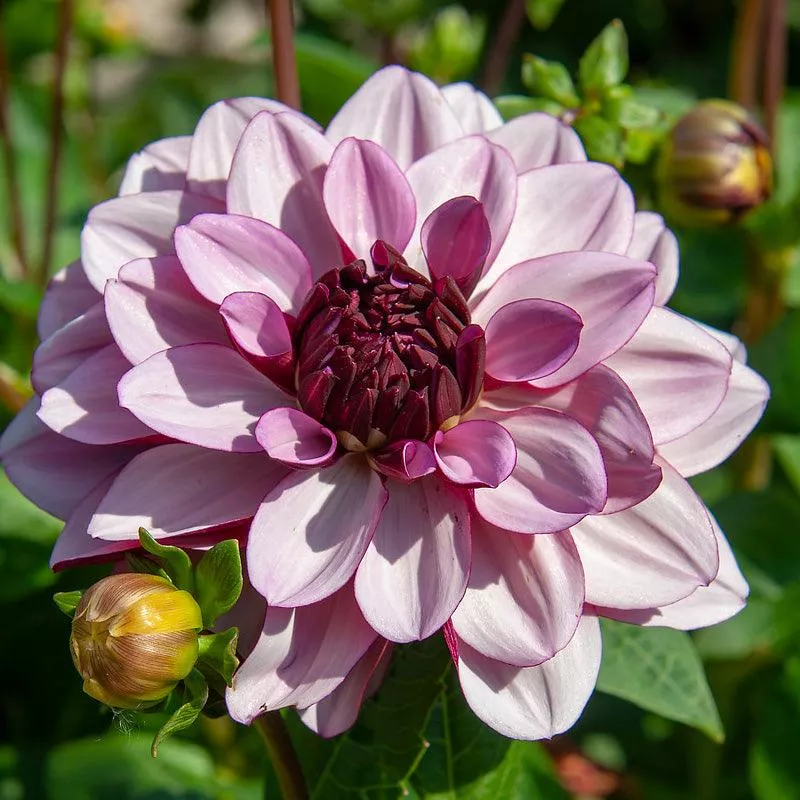 dahlia-decorative-creme-de-cassis-pack-2 Dahlia Decorative Creme de Cassis (Pack of 2)