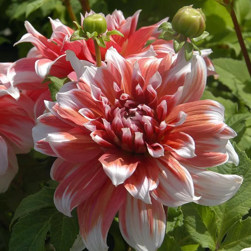 dahlia-dinner-plate-frost-nip-pack-2 Dahlia Dinner Plate Frost Nip (Pack of 2)