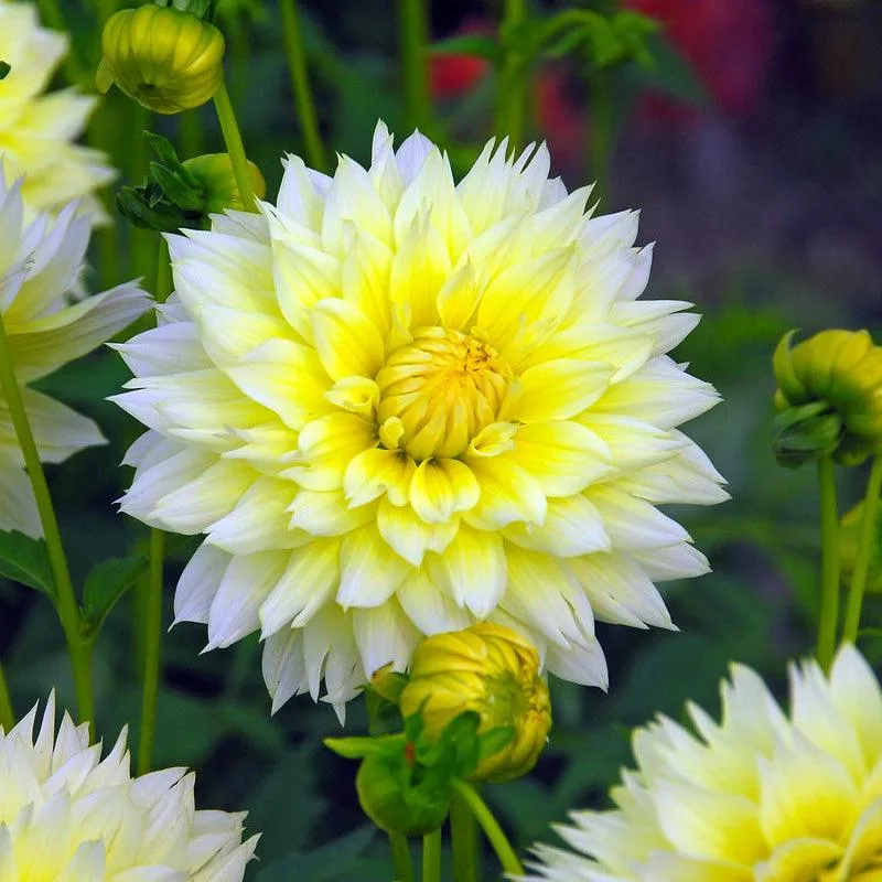 dahlia-fimbriata-canary-fubuki-pack-2 Dahlia Fimbriata Canary Fubuki (Pack of 2)