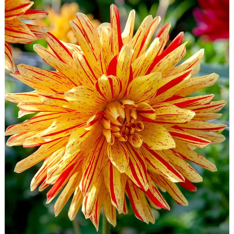 dahlia-semi-cactus-cheyenne-chieftain-pack-2 Dahlia Semi Cactus Cheyenne Chieftain (Pack of 2)