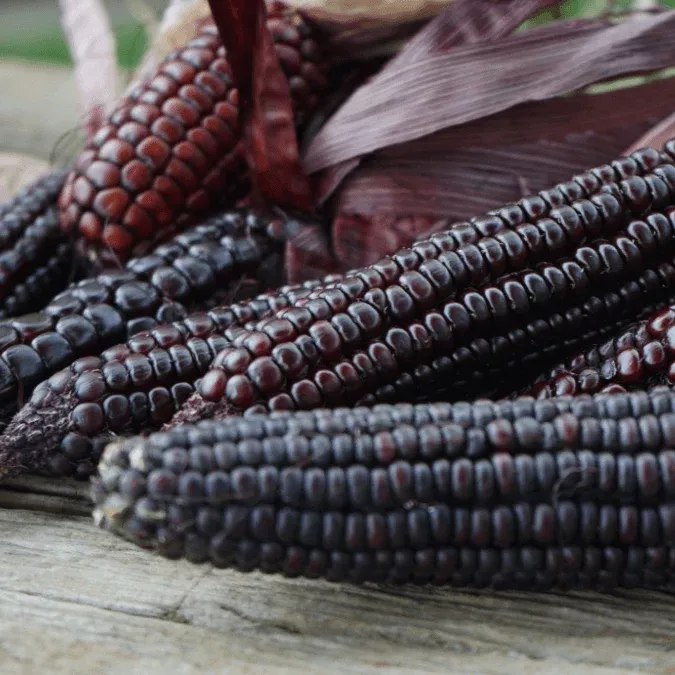 Dakota Black Popcorn Corn