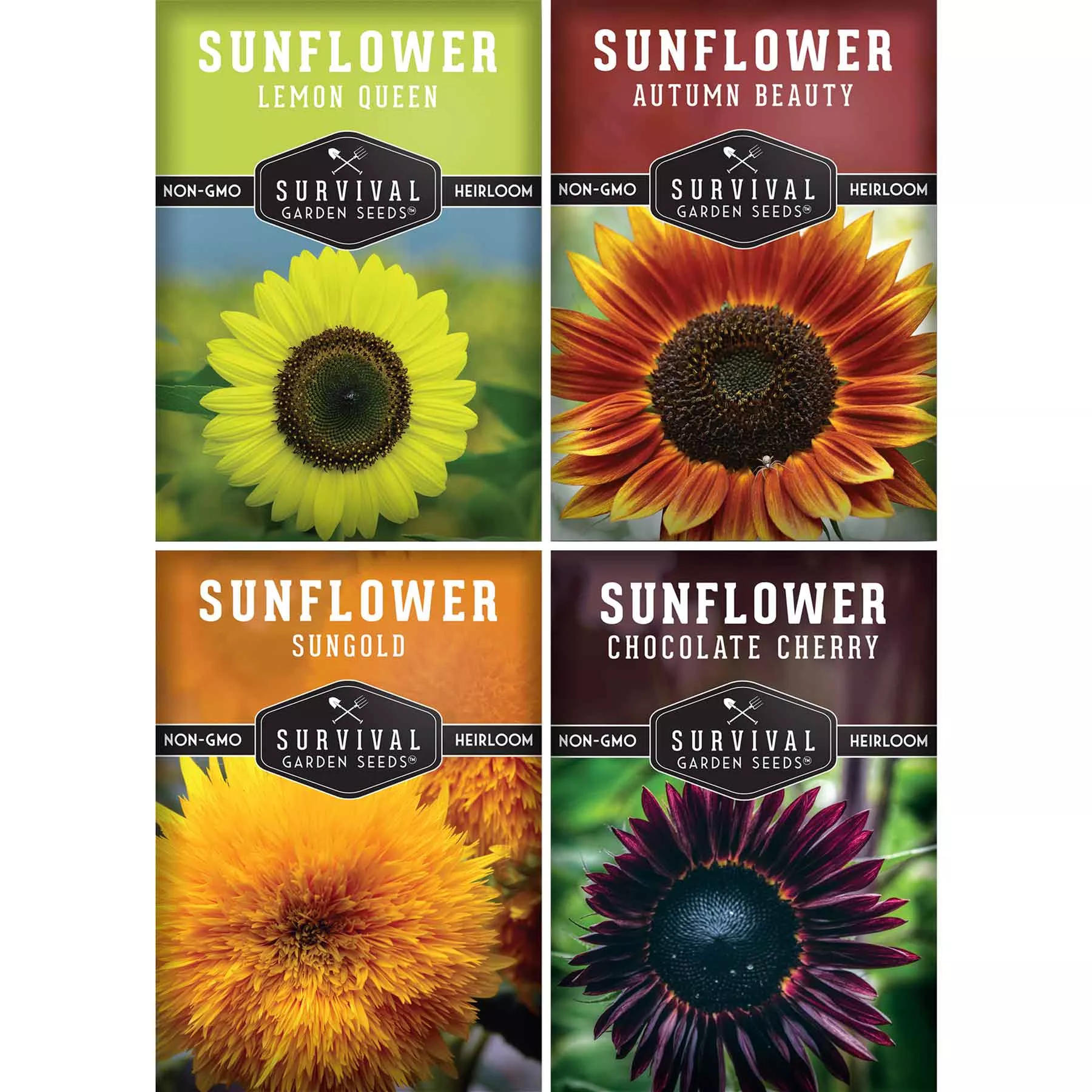 decorative-sunflower-seed-collection-autumn-beauty-dwarf-sungold-lemon-queen-cho Decorative Sunflower Seed Collection – Autumn Beauty, Dwarf Sungold, Lemon Queen & Chocolate Cherry for Vibrant Garden Color