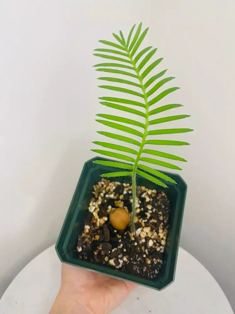 Dioon Edule