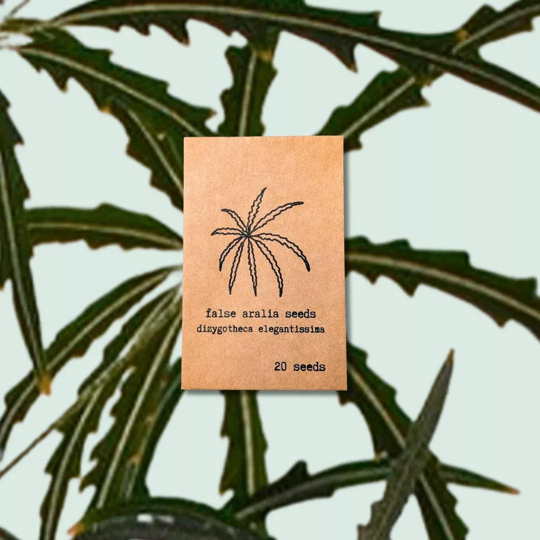 dizygotheca-elegantissima-false-aralia-seeds Dizygotheca elegantissima 'False Aralia' Seeds