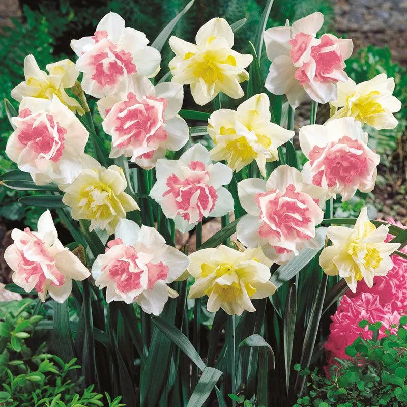 double-duo-daffodil-bulb-mix-pack-15 Double Duo Daffodil Bulb Mix (Pack of 15)